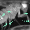 Fly behavior was observed while neural activity was recorded during research.