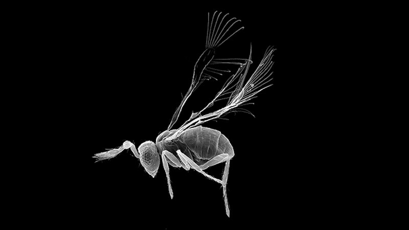 white scan of fly on black background