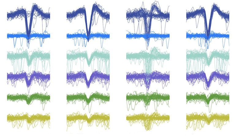 The software SpikeForest developed at the Flatiron Institute benchmarks the performance of various spike sorting algorithms used in the analysis of neural activity data.