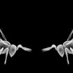 A photograph of two sides of a 3-D model of a 
