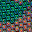 Image showing how structural complexity emerges during the development of a fruit fly’s eye