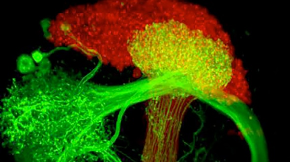 The representation of internal state in the fly brain