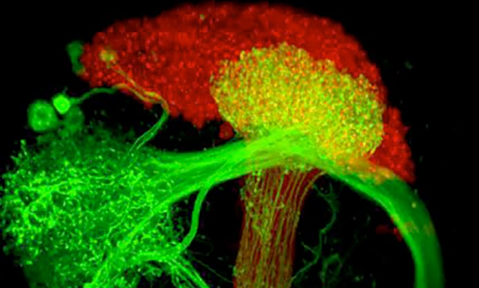 The representation of internal state in the fly brain