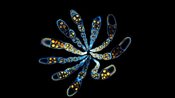 Image of genomic instructions and self-organizing physical mechanisms to embryonic development
