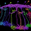 Flywire image