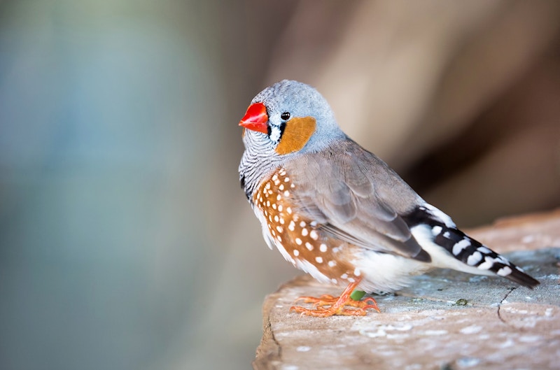 A male zebra finch sits on a rock. He has a bright red beak, brown spotted wings, and black and white striped neck feathers.