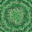 Cell collective concentric circles lede art