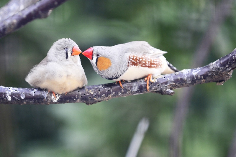 A parent and juvenile zebra finch sit on a branch looking at each other
