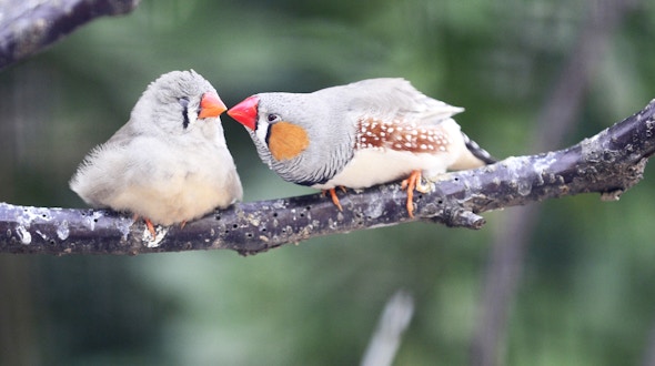 A parent and juvenile zebra finch sit on a branch looking at each other