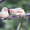 A parent and juvenile zebra finch sit on a branch looking at each other