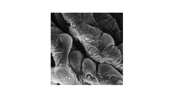 Project Image for Nano-Dissection