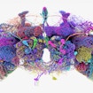 50 largest neurons of the fly brain connectome.