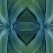 symmetrical plant leaves