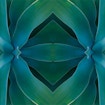 Symmetric image of green succulents