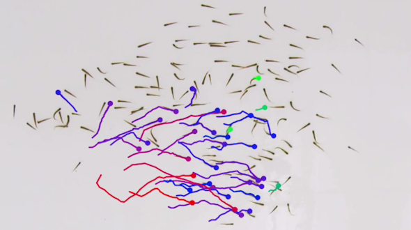 Network of tiny swimming fish with blue, purple and red lines showing movement