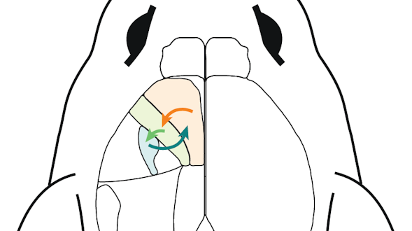 diagram of mouse brain