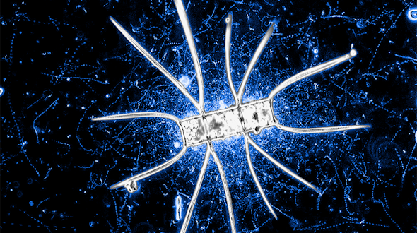 A microbial community around a marine diatom