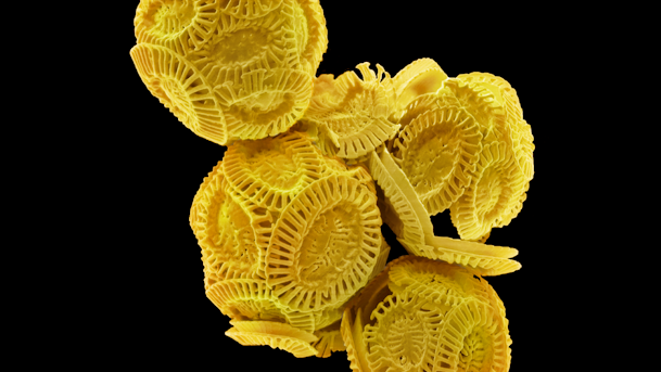 Colored scanning electron micrograph of Emiliana huxleyi