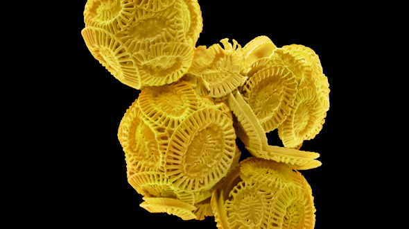 Colored scanning electron micrograph of Emiliana huxleyi