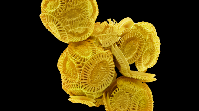 Colored scanning electron micrograph of Emiliana huxleyi