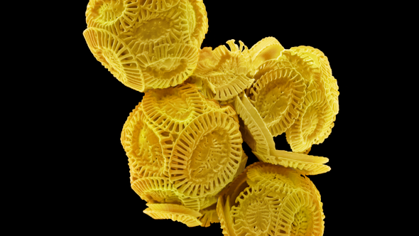 Colored scanning electron micrograph of Emiliana huxleyi