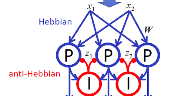 Digital illustration of a Hebbian and anti-Hebbian network