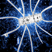 A microbial community around a marine diatom (in white). Motile bacteria (their tracks are in blue) accumulate near the diatom to utilise organic matter leaking from it.