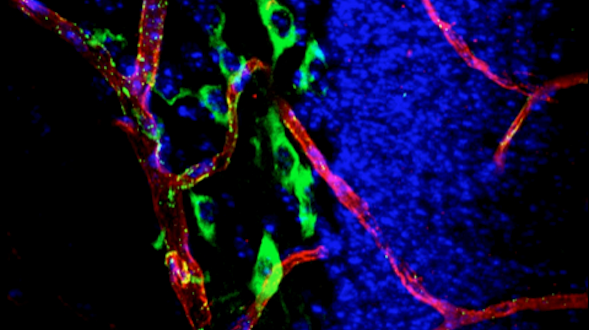 Neurons Vasculature