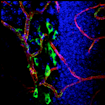 Neurons Vasculature